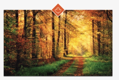 Fall Foliage Feature Image - Foresta Autunnale, HD Png Download, Free Download