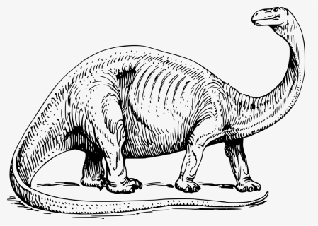 Brontosaurus Medium Image Png - Dinosaur Black And White, Transparent Png, Free Download