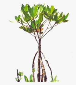 Mangroves - Florida - Poly - Mangrove Sapling , Png - Mangrove Tree Tattoo, Transparent Png, Free Download