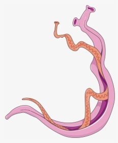Imagenes De Schistosoma Mansoni, HD Png Download, Free Download