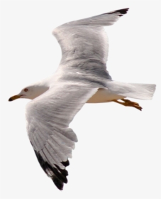 Tube Gaviotas - Transparent Background Bird Flying Gif Png, Png Download, Free Download