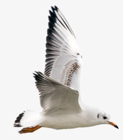 Imagenes De Gaviotas Png, Transparent Png, Free Download