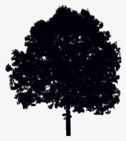 Single Tree Silhouette - Morning, HD Png Download, Free Download