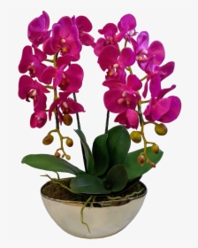 Orchids Of The Philippines, HD Png Download, Free Download