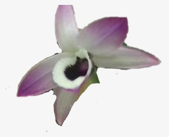 #orquidea @tellyrosa-76 - Cattleya, HD Png Download, Free Download