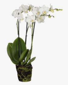 Orquídea Mariposa - Moth Orchid, HD Png Download, Free Download