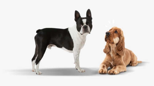 Perritos Png , Png Download - Boston Terrier Transparent Background, Png Download, Free Download