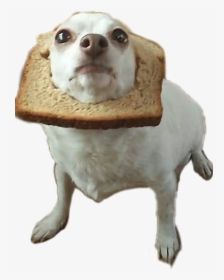 #dog #perritos #pan #bread #perros🐶 @bren7u7 - Weird Pictures Of Doggos, HD Png Download, Free Download