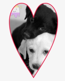 #perritos💖 - Cute White And Black Dogs, HD Png Download, Free Download