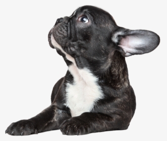 French Bulldog Png, Transparent Png, Free Download