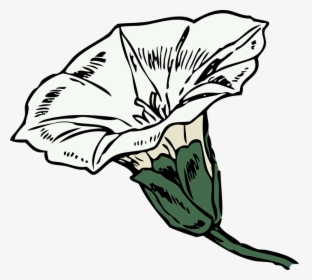 Bindweed Clipart, HD Png Download, Free Download
