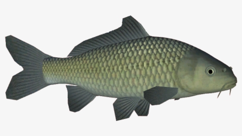 Commoncarp - Oily Fish, HD Png Download, Free Download