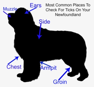 Newfoundland Dog And Ticks - Companion Dog, HD Png Download, Free Download
