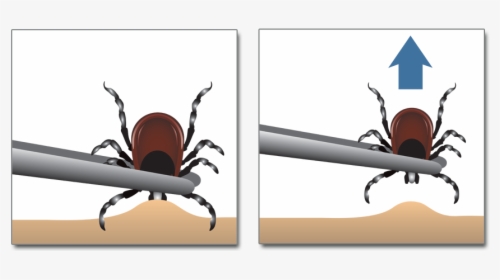 Illustration, HD Png Download, Free Download