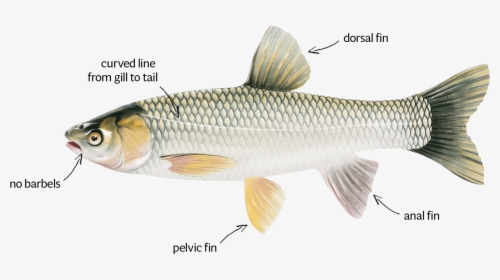 Asian Grass Carp Dorsal, HD Png Download, Free Download