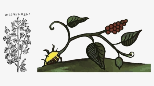 Rivea Corymbosa, HD Png Download, Free Download