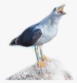 #gaviota - European Herring Gull, HD Png Download, Free Download