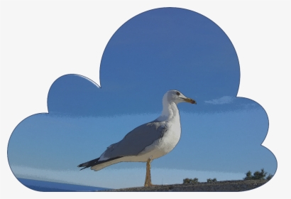 #gaviota - Laughing Gull, HD Png Download, Free Download