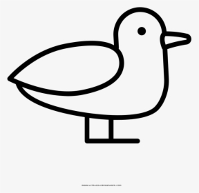 Seagull Coloring Page - Duck, HD Png Download, Free Download