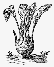 Drawing Kohlrabi Png, Transparent Png, Free Download