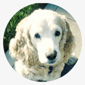 Picture Of Casey, A Client Of The Best Dog Walker In - Cocker Spaniel, HD Png Download, Free Download