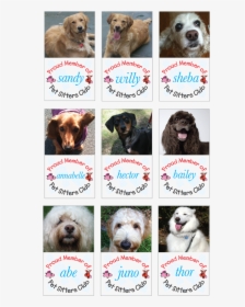 Long Island, Pet Sitters, Dog Walkers, Pet Sit Club, - Companion Dog, HD Png Download, Free Download