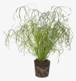 Grass, HD Png Download, Free Download