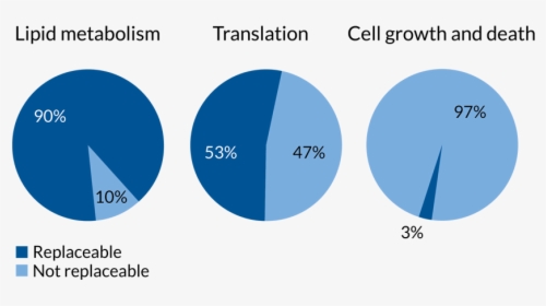 Gene Stats - Circle, HD Png Download, Free Download