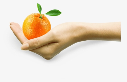 Fruit Pulps - Tangerine, HD Png Download, Free Download