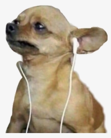 #perrito #perros #audífonos#audifonos - Chihuahua With Headphones Meme, HD Png Download, Free Download