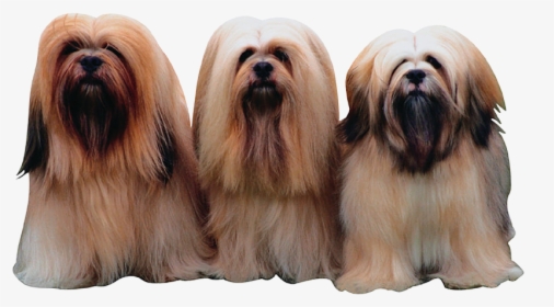 Long Hair Short Dogs, HD Png Download, Free Download
