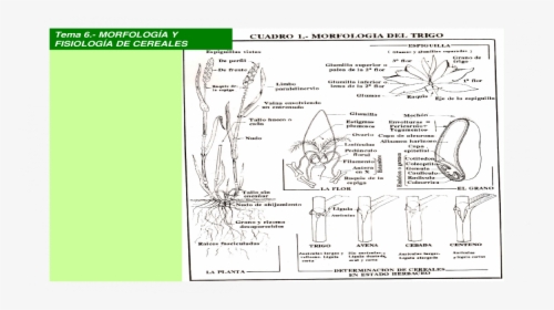 Diagram, HD Png Download, Free Download