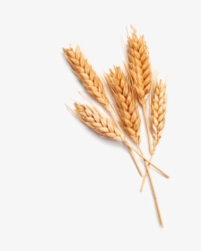 Einkorn Wheat, HD Png Download, Free Download