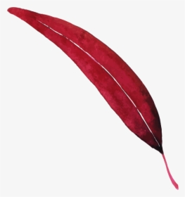 Pedicel, HD Png Download, Free Download