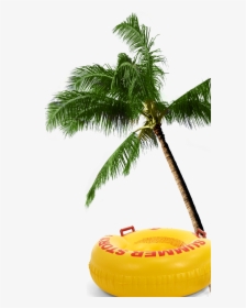 Transparent Coconut Tree Png, Png Download, Free Download
