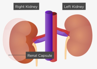 Kidneys Inside, HD Png Download, Free Download