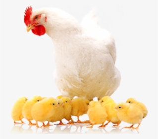 Poultry Farming Means "raising Various Types Of Domestic - Poultry Png, Transparent Png, Free Download
