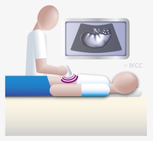 Ultrasound Kidney Png Cartoon, Transparent Png, Free Download
