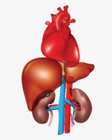 Heart, Liver, Kidney - Heart Liver And Kidney, HD Png Download, Free Download
