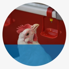 Demo - Chicken, HD Png Download, Free Download
