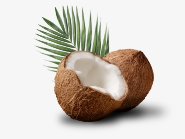 Coco Con Hoja De Palmera Detrás - Coconut, HD Png Download, Free Download