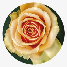 Rosas Rosas Png, Transparent Png, Free Download