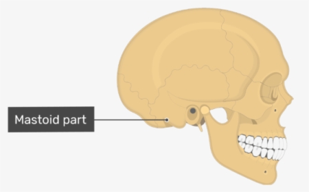 Lateral View Of The Mastoid Part Of The Skull - Skull, HD Png Download, Free Download