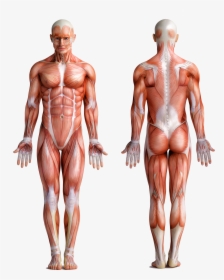 Human Body , Png Download - Human Body, Transparent Png, Free Download