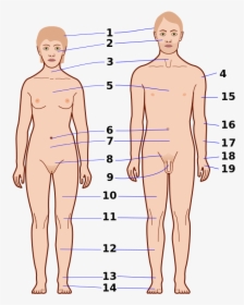 Human Body No Labels, HD Png Download, Free Download