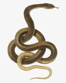 Snake Png Transparent - Snake Transparent Background, Png Download, Free Download