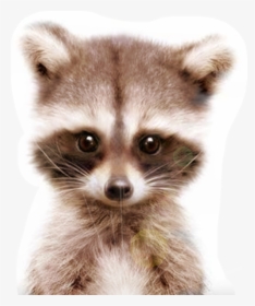 #racoon #freetoedit - Racoon Png, Transparent Png, Free Download