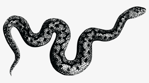 Viper Snake Png Photo - Black And White Snake Png, Transparent Png, Free Download