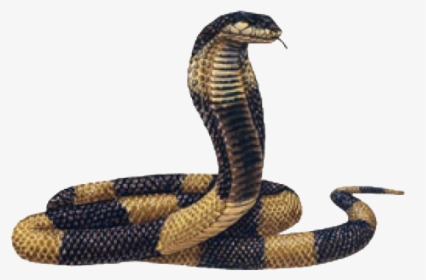 Egyptian King Cobra, HD Png Download, Free Download