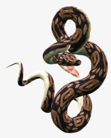 Viper Snake Png Image - Snake Png, Transparent Png, Free Download